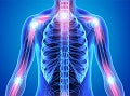 Bone, Joint & Muscle Support