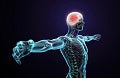 Brain & Nervous System Support