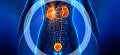 Kidney & Urinary Tract