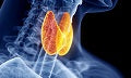 Thyroid Support